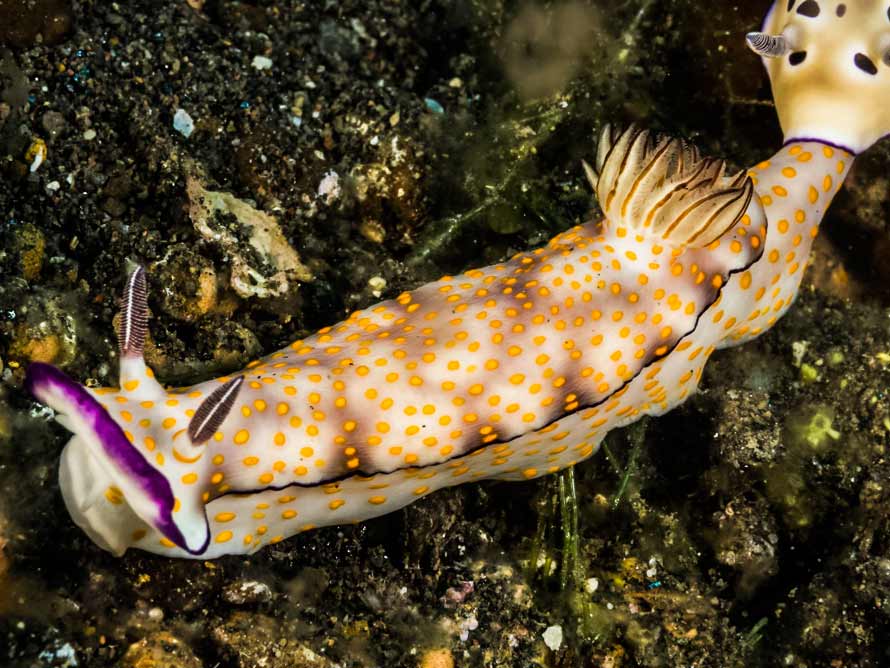 Hypselodoris pulchella