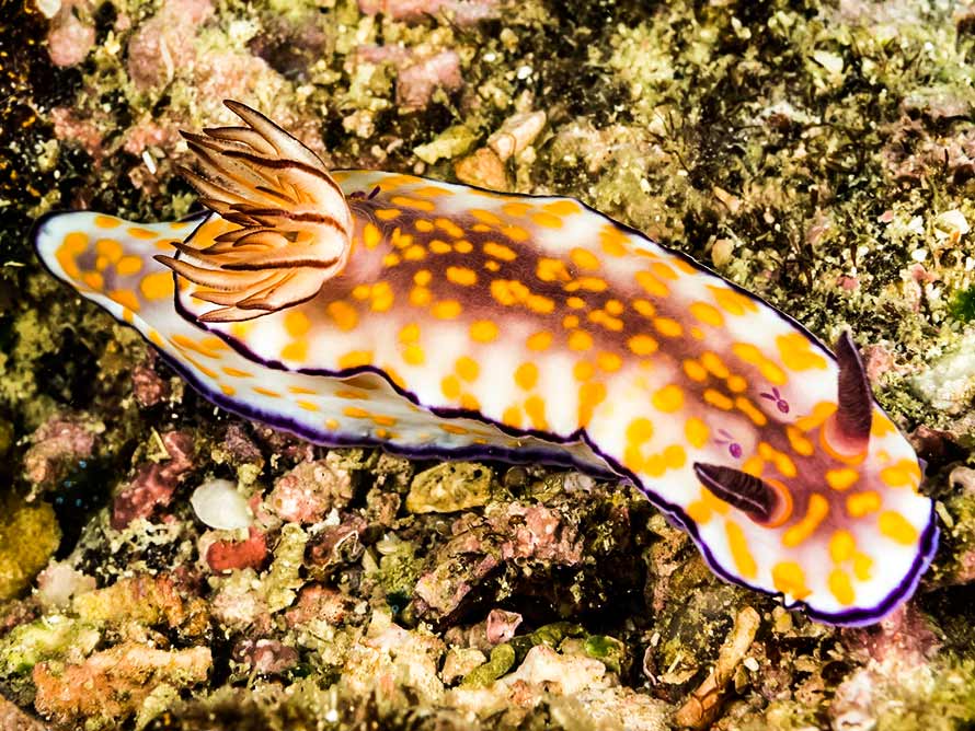 Hypselodoris pulchella