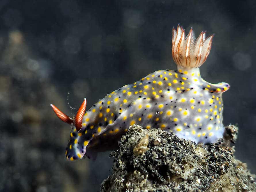 Hypselodoris roo