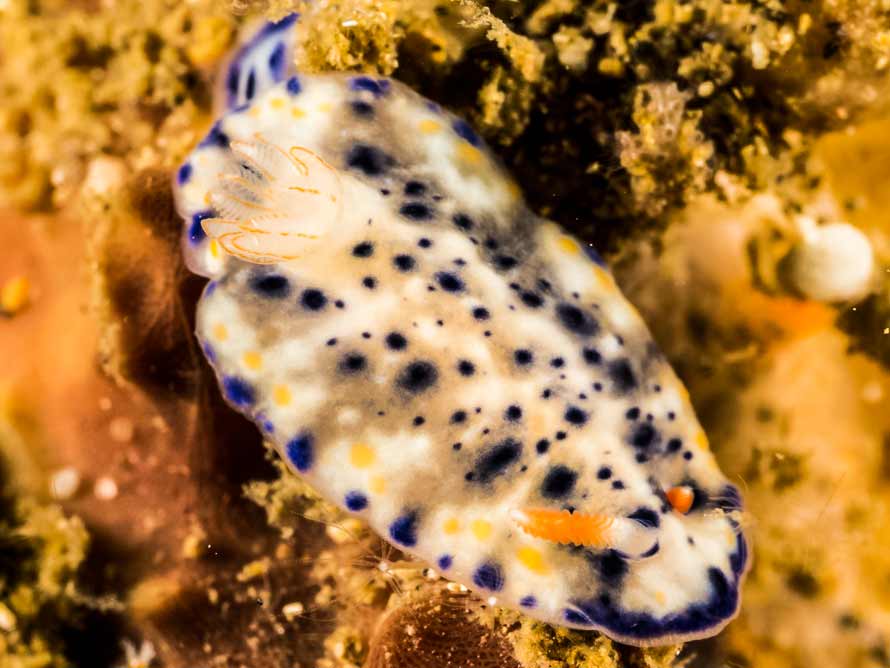 Hypselodoris sagamiensis
