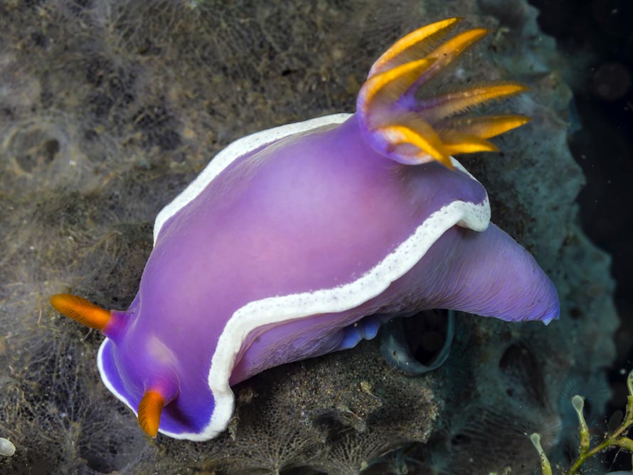 Hypselodoris sp. 7