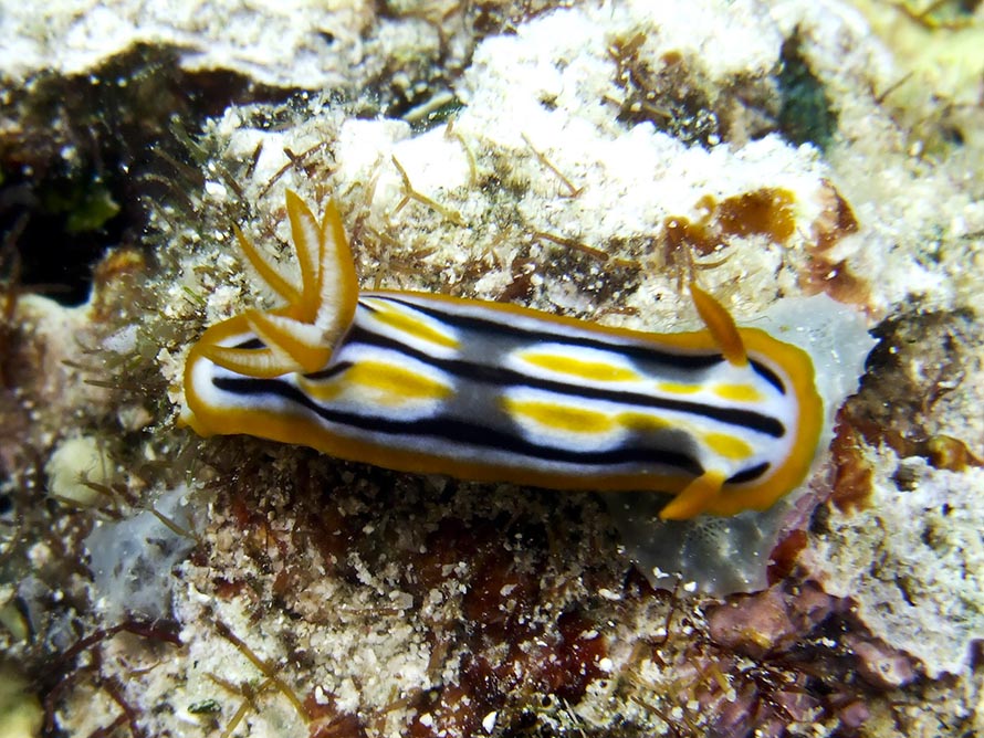 Hypselodoris sp. D