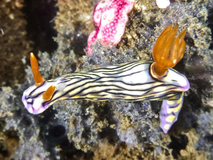 Hypselodoris zephyra