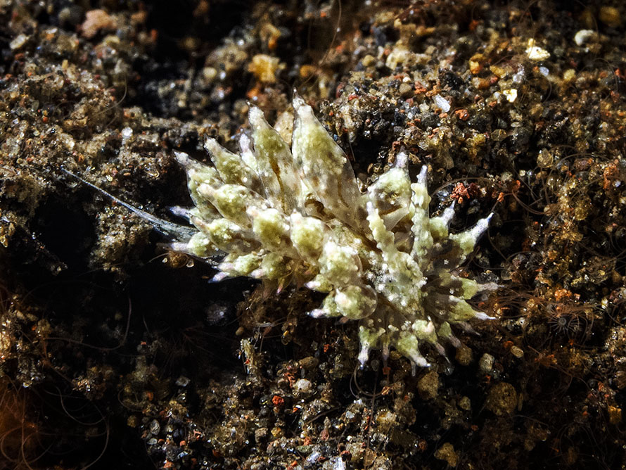 Janolus sp. 12