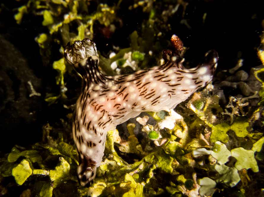 Jorunna rubescens