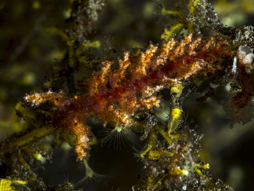 Kabeiro rubroreticulata