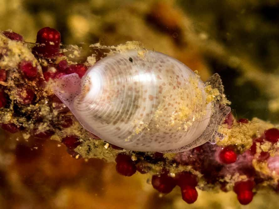 Liloa mongii