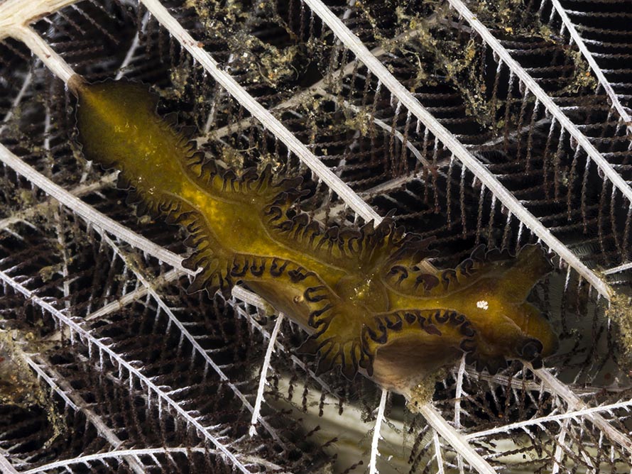 Lomanotus sp. F