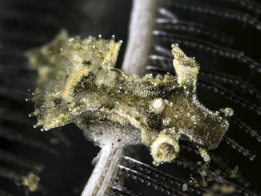 Lomanotus sp. J