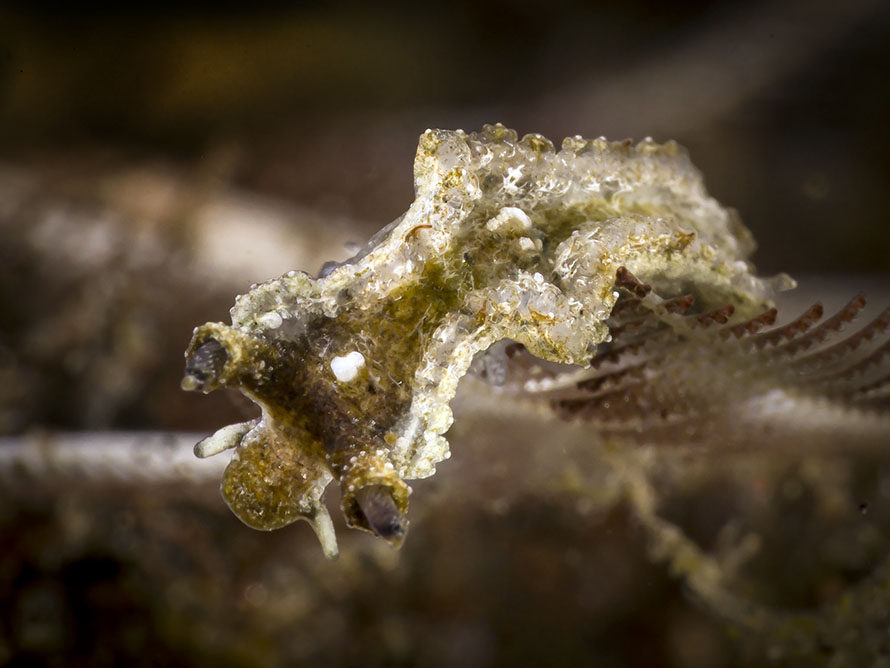 Lomanotus sp. ZZ
