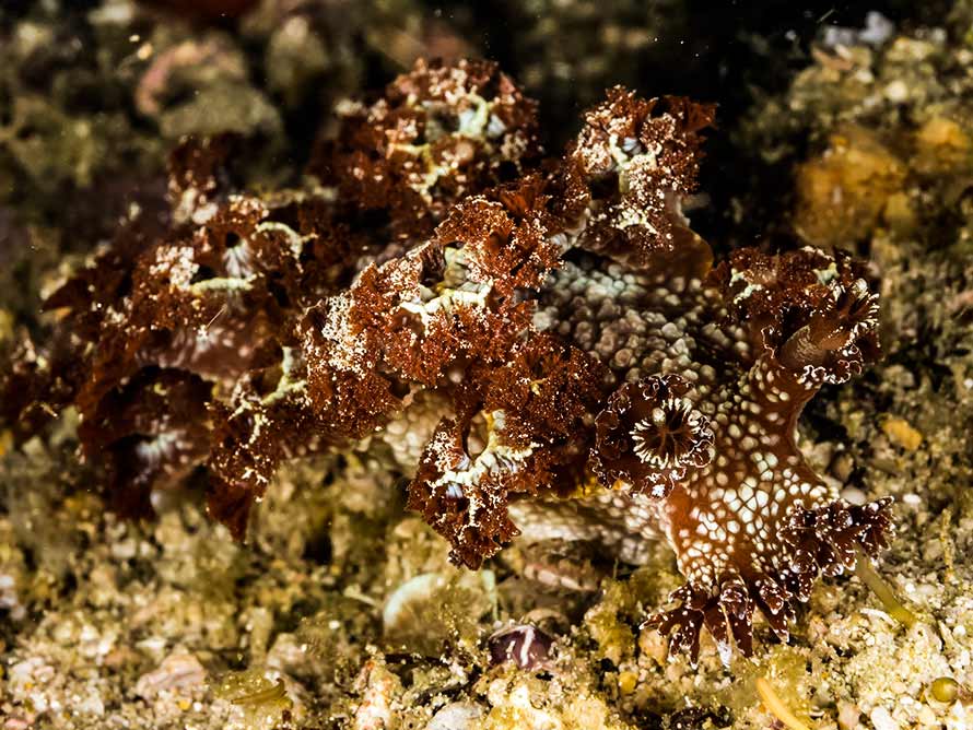 Marionia rubra