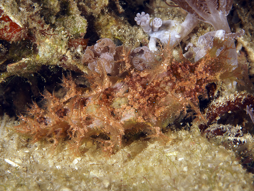 Marionia sp. sp. G