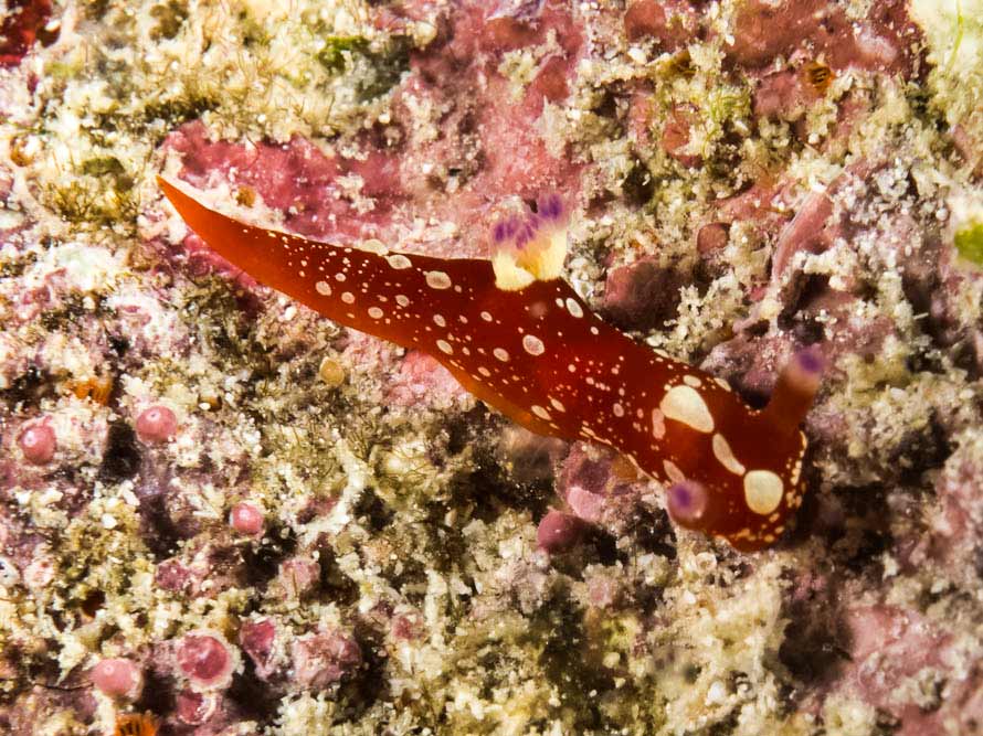 Martadoris limaciformis