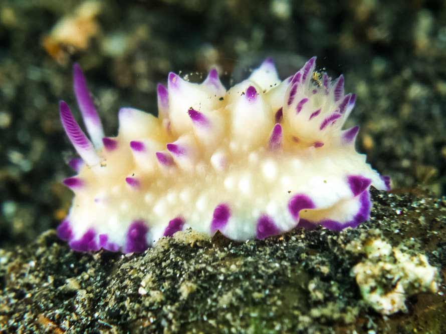 Mexichromis multituberculata