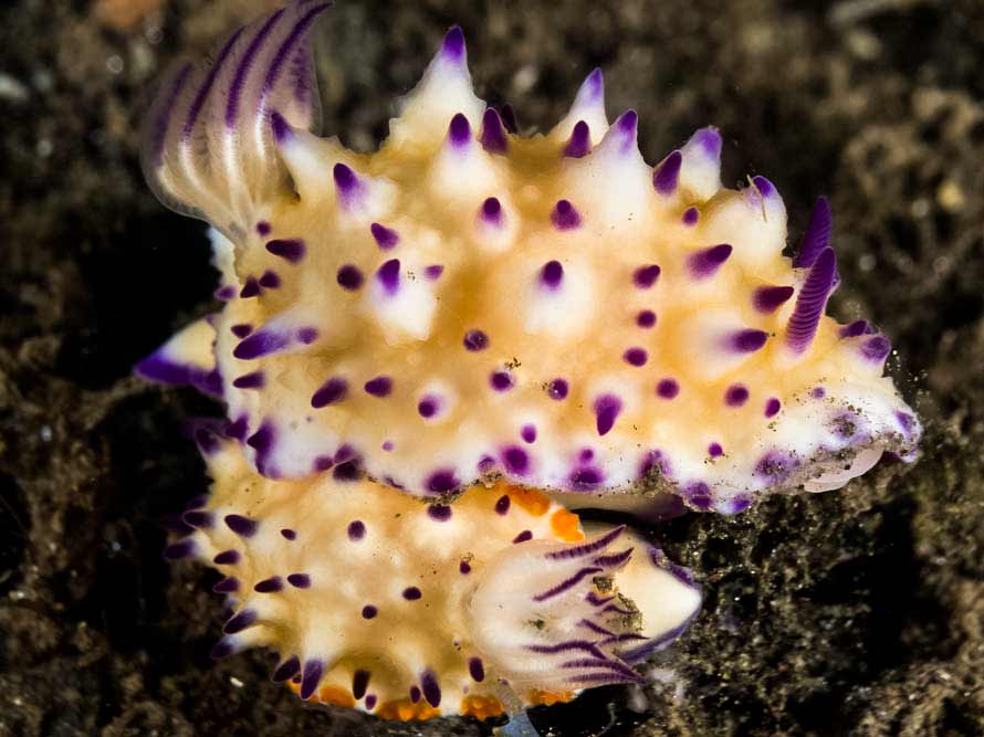 Mexichromis multituberculata