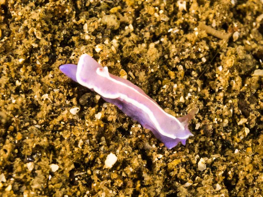 Mexichromis similaris