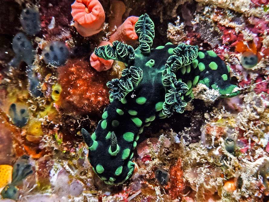 Nembrotha cristata