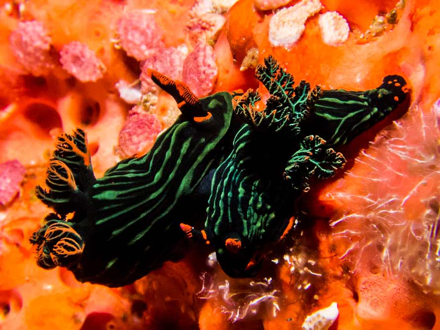 Nembrotha kubaryana