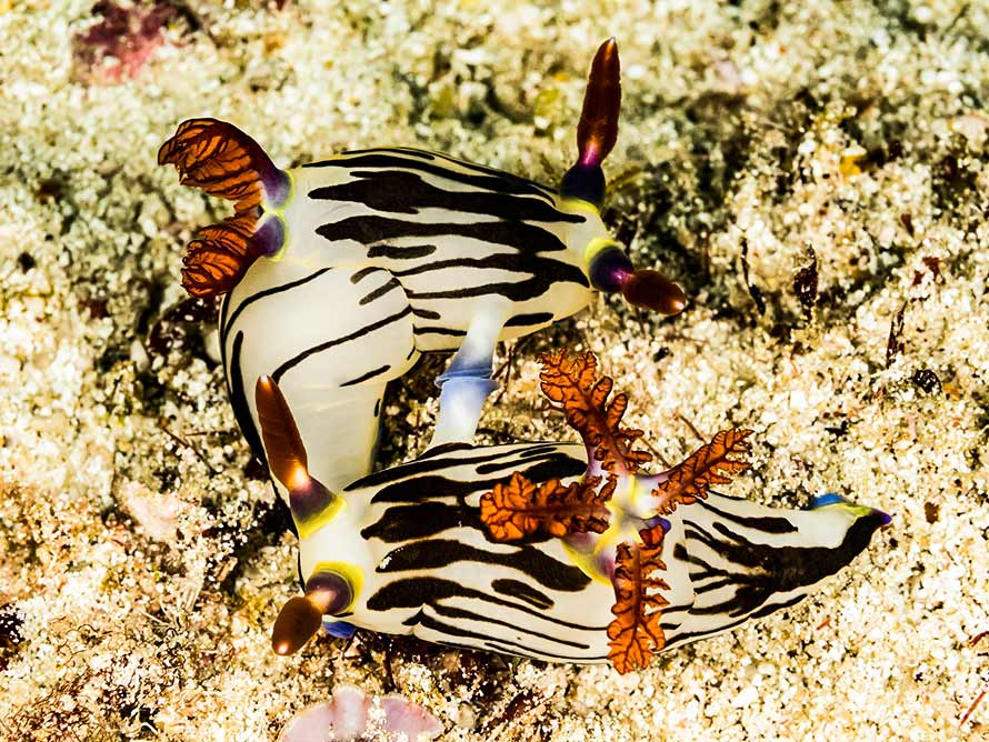 Nembrotha purpureolineata