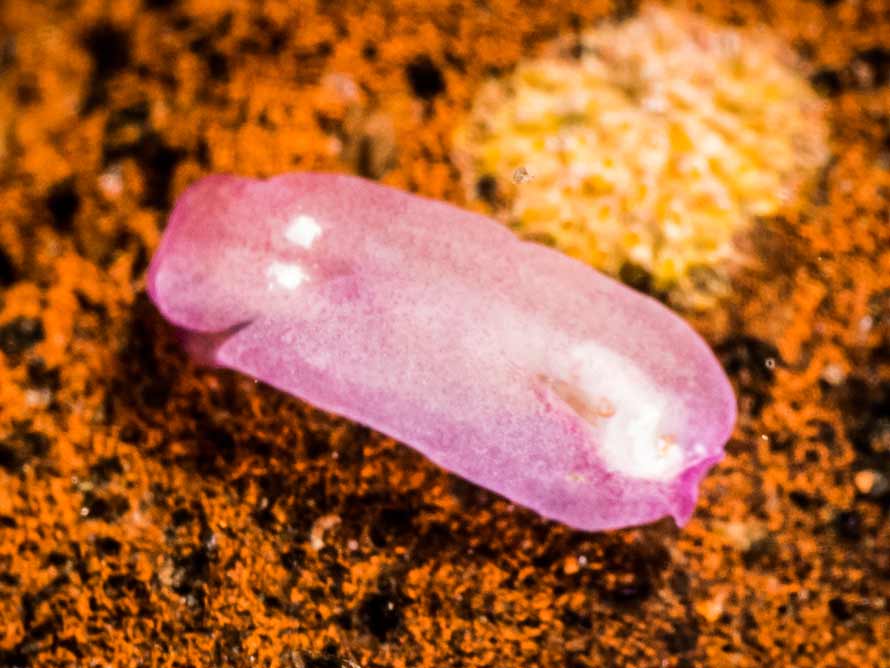 Phanerophthalmus anettae