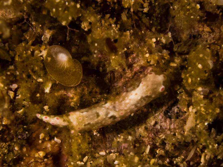 Odontoglaja guamensis