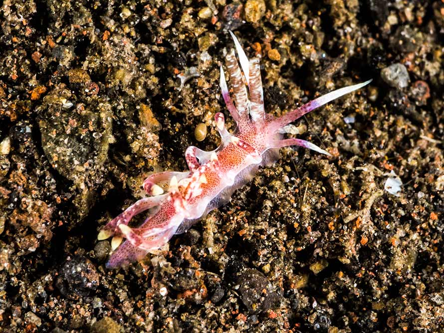 Okenia kendi