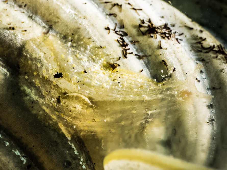 Petalifera lafonti