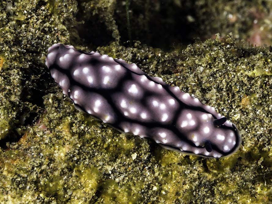 Phyllidiella annulata
