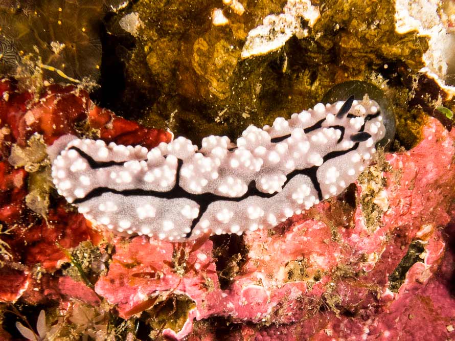 Phyllidiella granulata