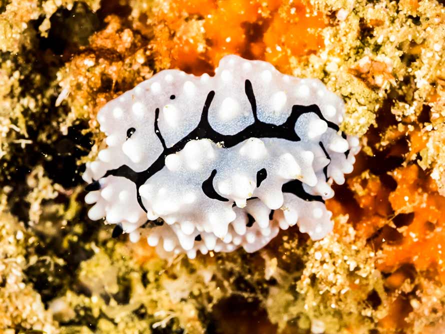 Phyllidiella granulata