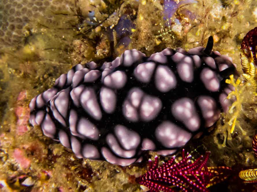 Phyllidiella pustulosa