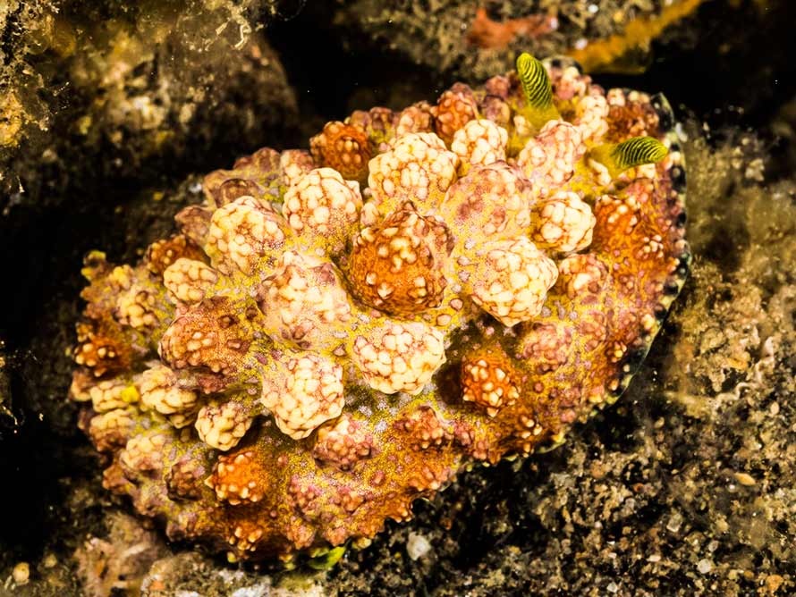 Phyllidiopsis cardinalis