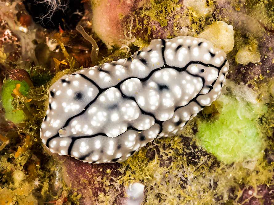 Phyllidiopsis fissurata