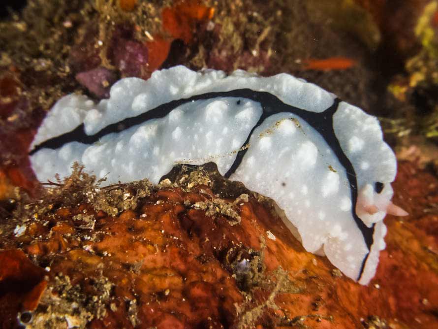 Phyllidiopsis shireenae