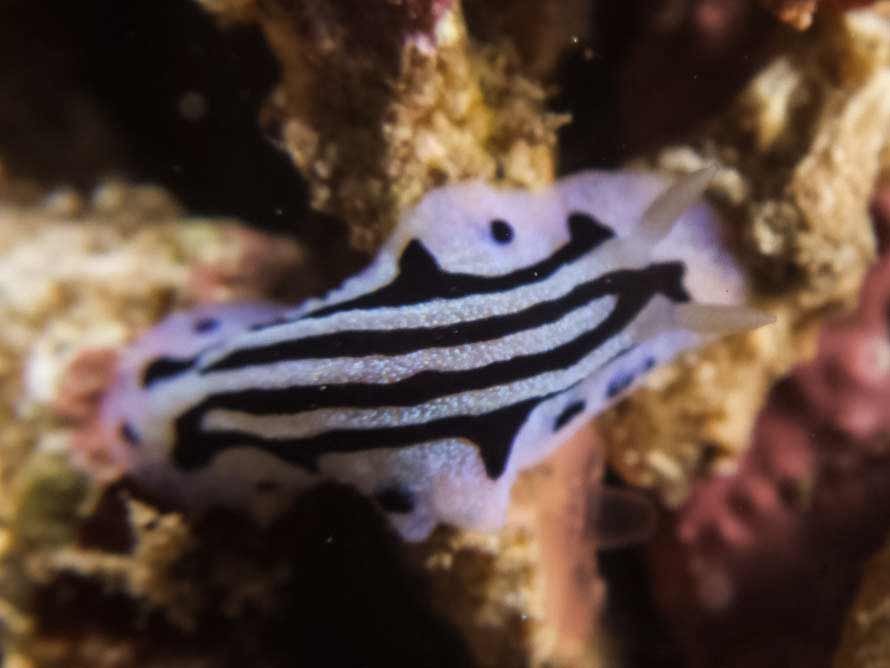 Phyllidiopsis sphingis