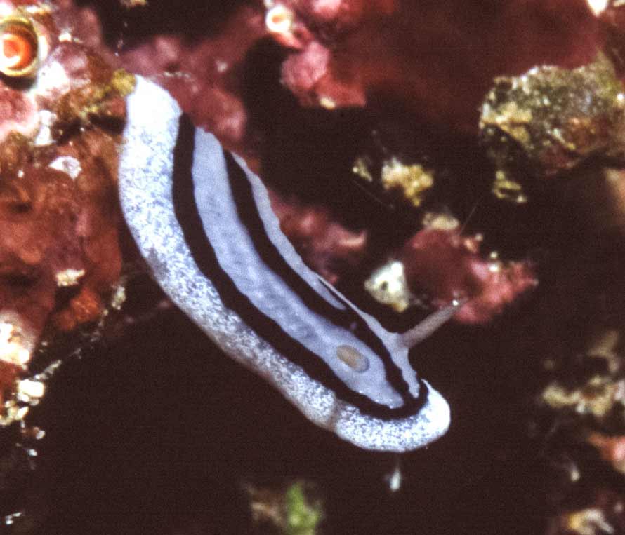 Phyllidiopsis xishaensis