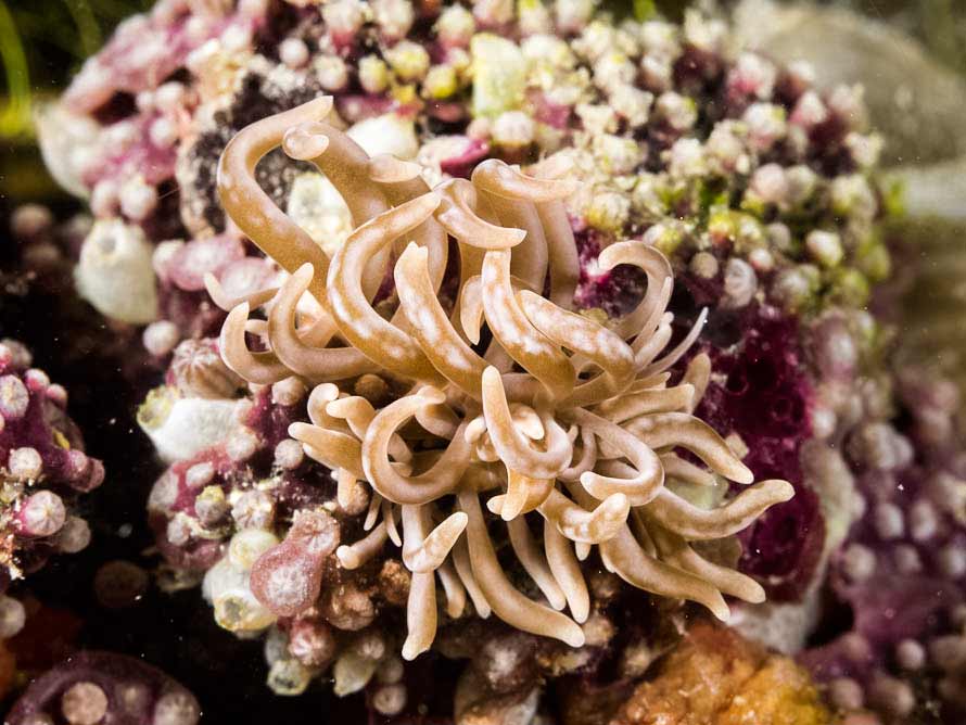 Phyllodesmium colemani