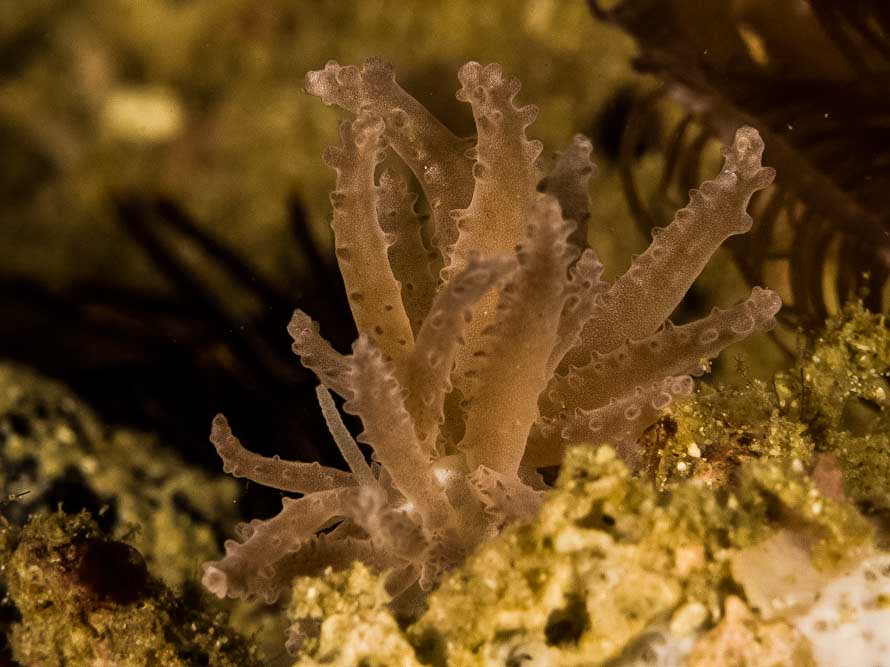 Phyllodesmium crypticum