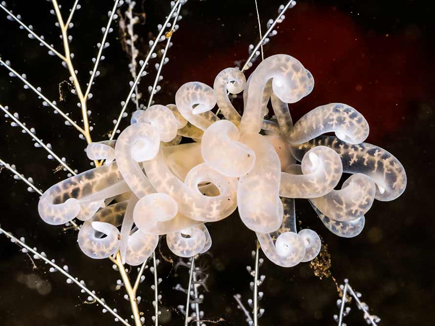 Phyllodesmium iriomotense