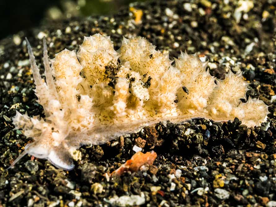 Phyllodesmium koehleri