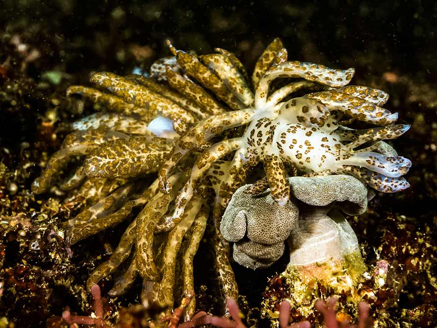 Phyllodesmium longicirrum