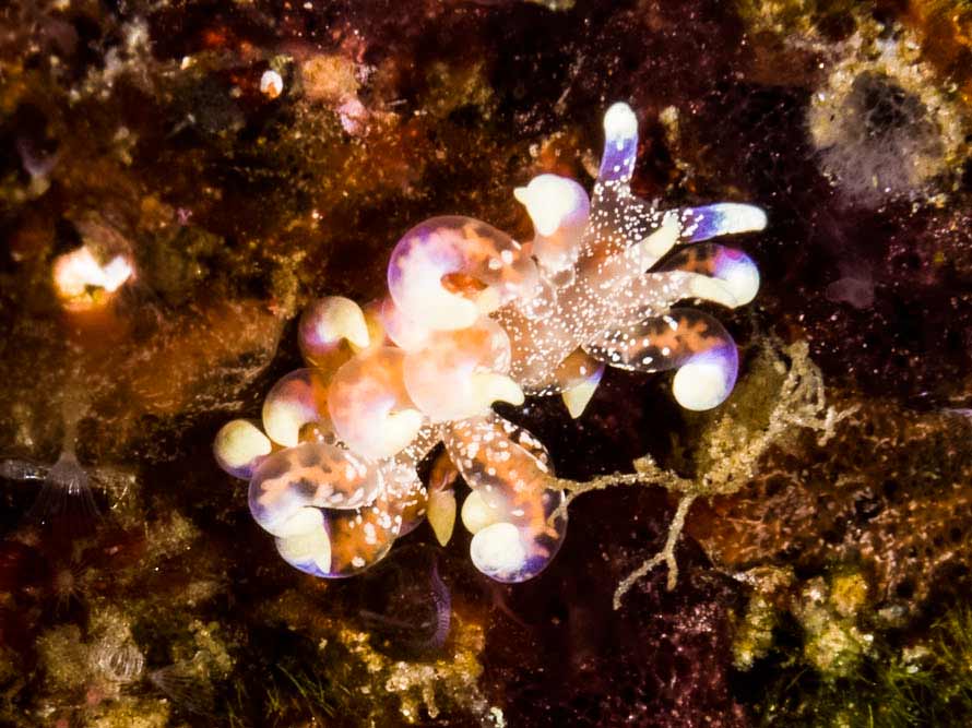 Phyllodesmium macphersonae