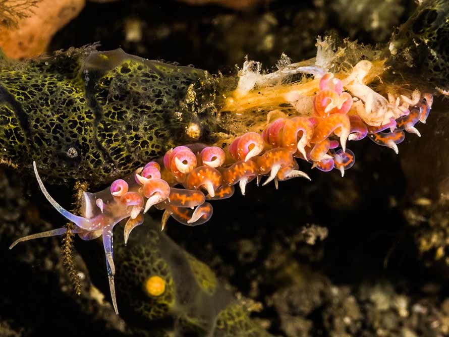 Phyllodesmium poindimiei