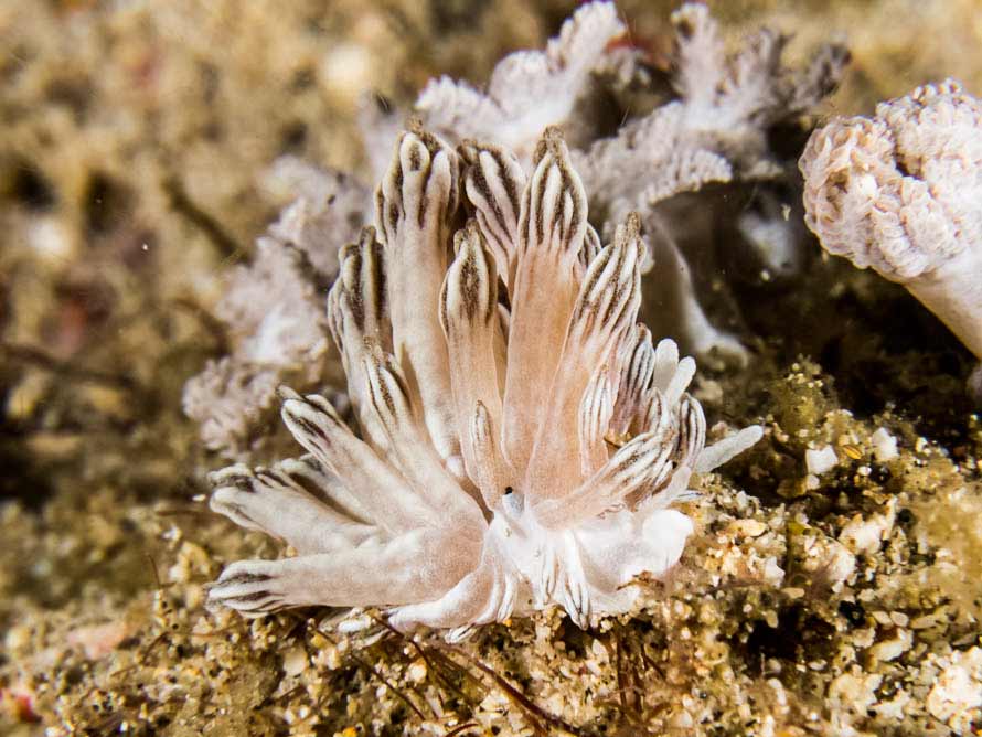 Phyllodesmium rudmani