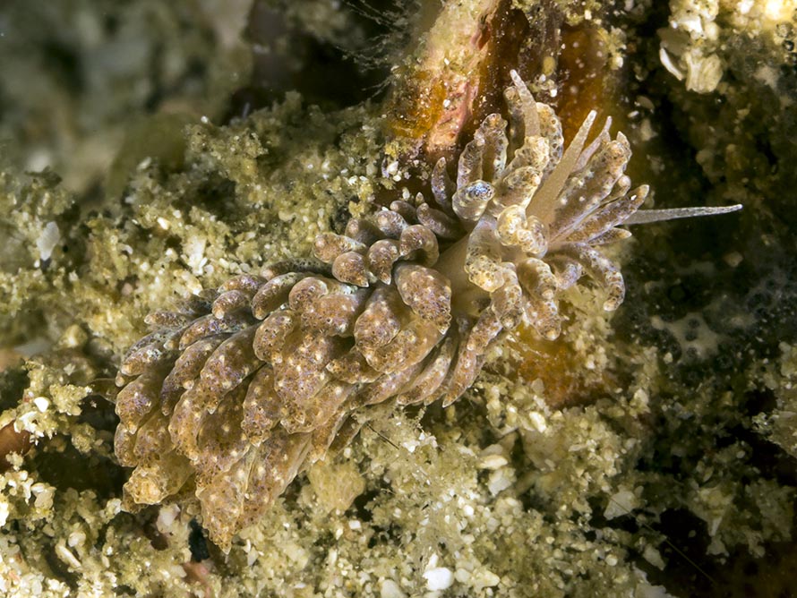 Phyllidiella hageni
