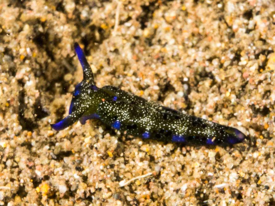 Plakobranchus noctisstellatus