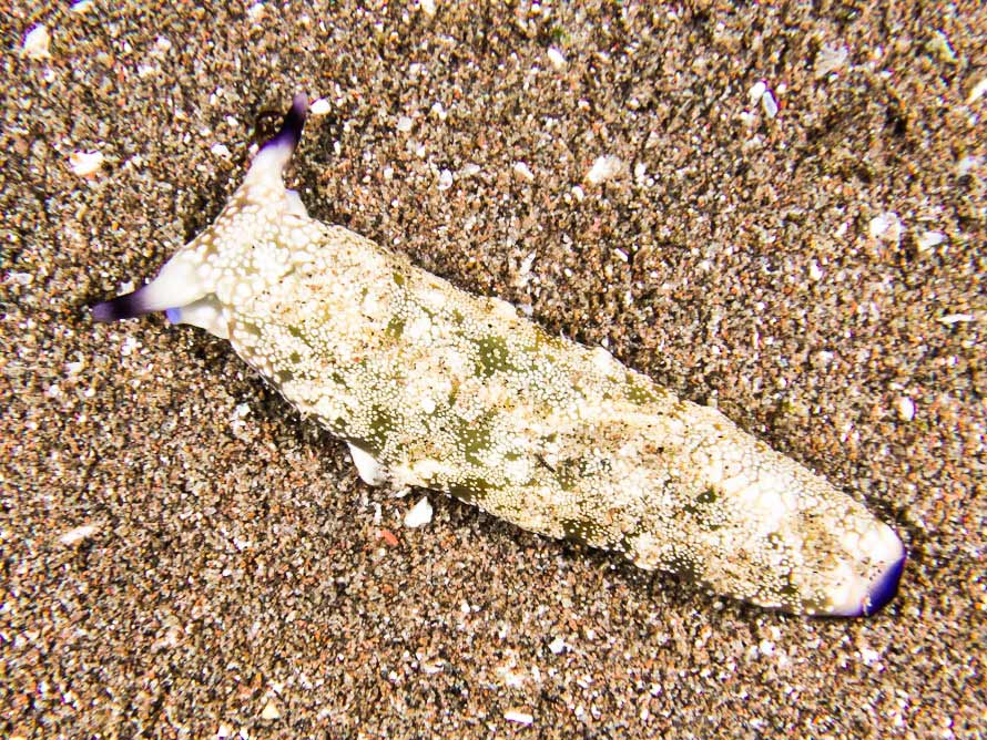 Plakobranchus ocellatus