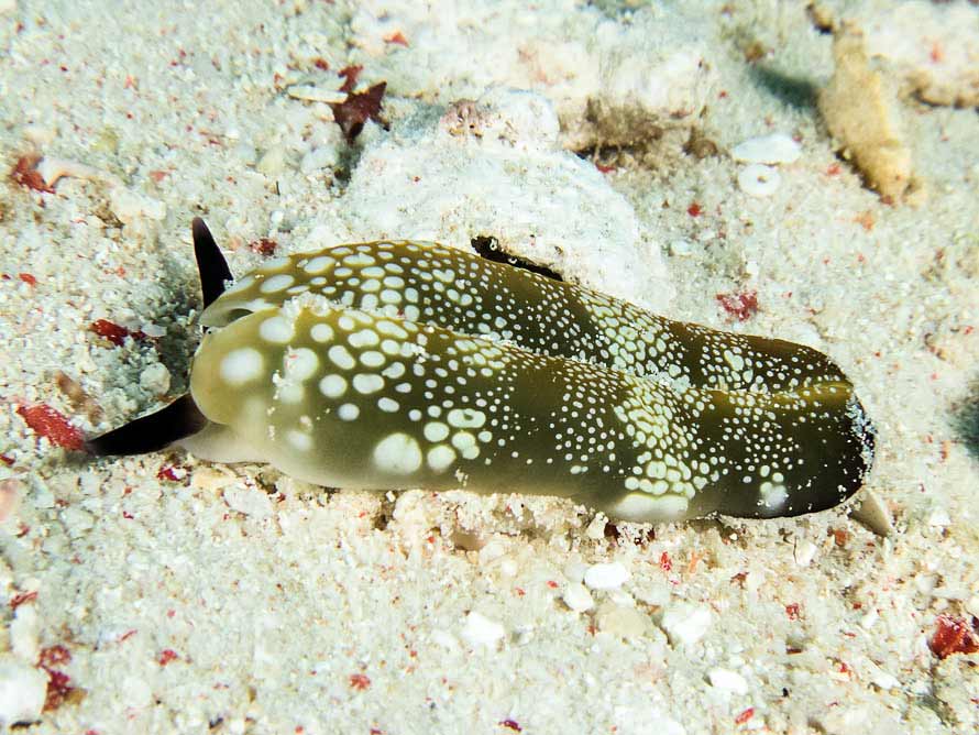 Plakobranchus papua