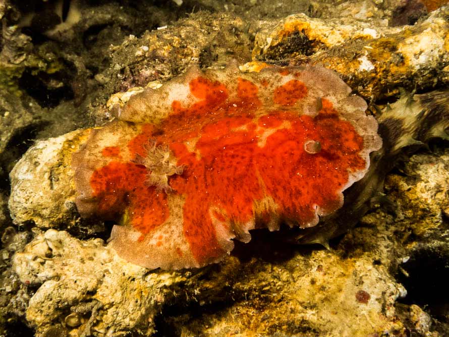 Platydoris cinerobranchiata