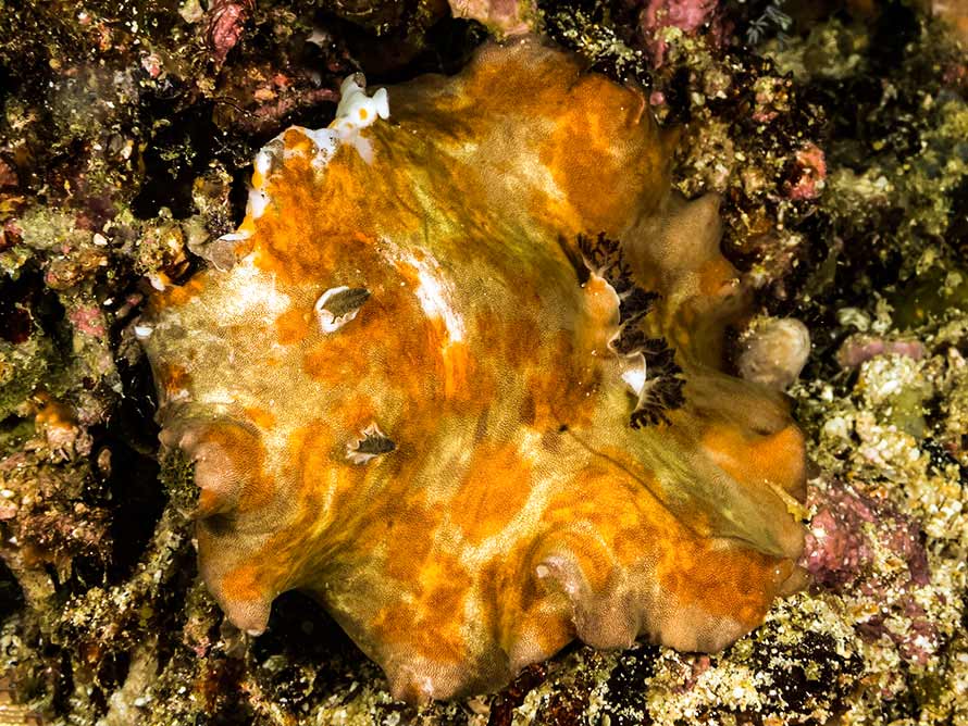 Platydoris cinerobranchiata